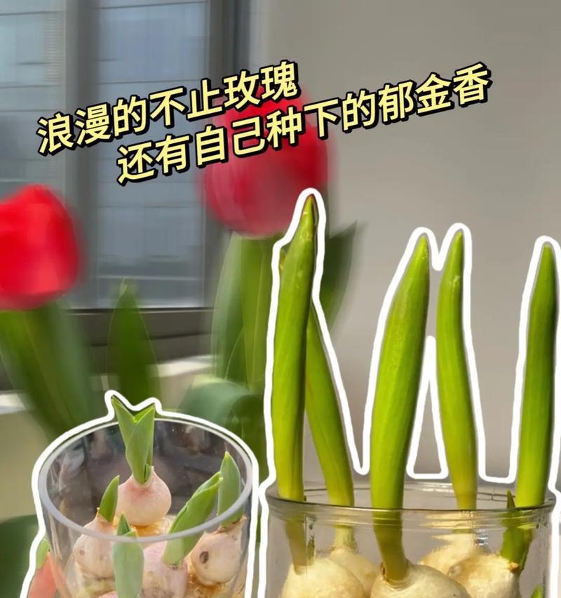 郁金香如何种植？郁金香的种植步骤是什么？