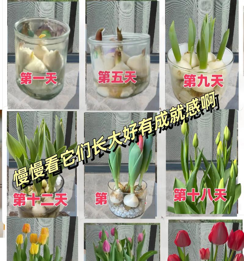 郁金香如何种植？郁金香的种植步骤是什么？