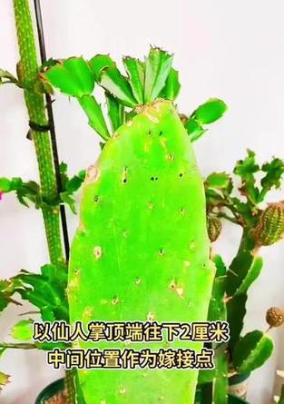 仙人掌扦插方法和成功秘诀是什么？