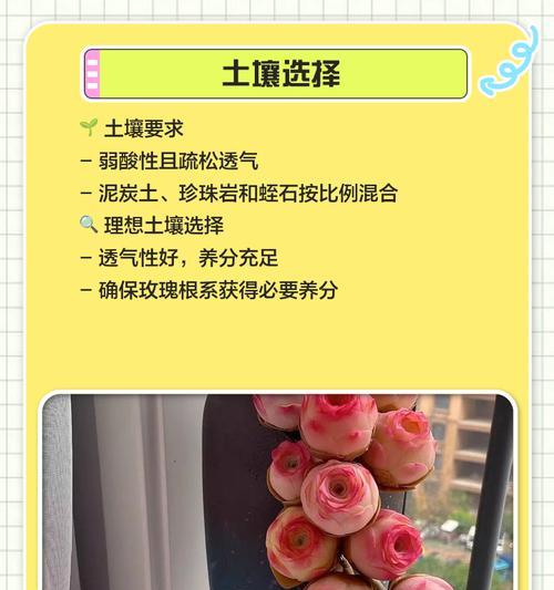 粉山地玫瑰颜色养护技巧是什么？