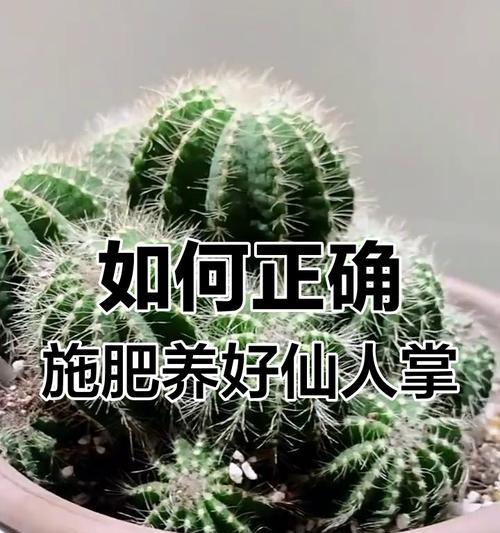 仙人掌如何养？仙人掌的养护技巧和常见问题解答？