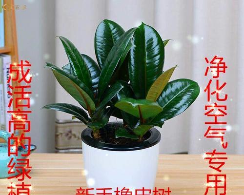 办公室用什么花最合适？哪些植物适合室内办公环境？