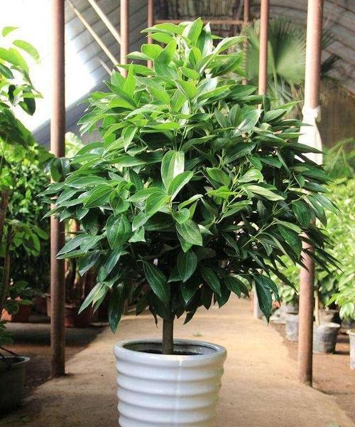 办公室用什么花最合适？哪些植物适合室内办公环境？