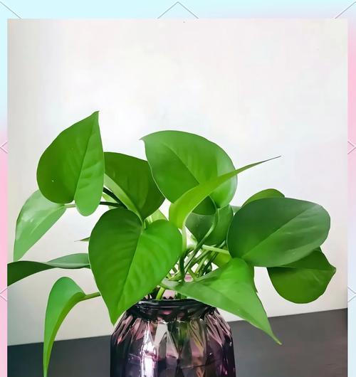 办公室用什么花最合适？哪些植物适合室内办公环境？