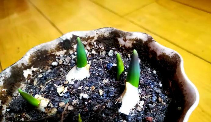 花盆种植应该使用哪种土壤？花盆土壤的选择标准是什么？