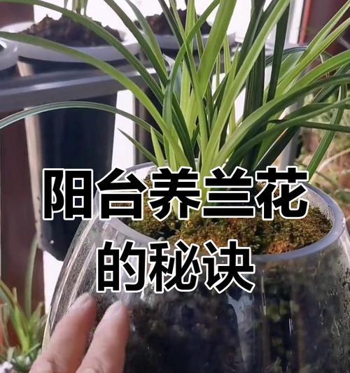 花盆种植应该使用哪种土壤？花盆土壤的选择标准是什么？
