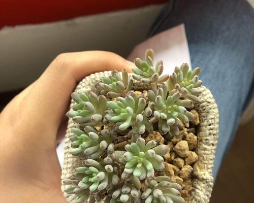 蓝豆繁殖的方法有哪些？