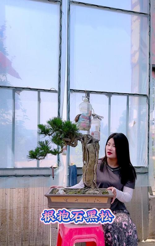 盆景抱石制作教程：怎样打造自然景观？