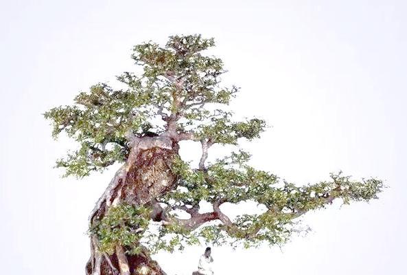 盆景抱石制作教程：怎样打造自然景观？