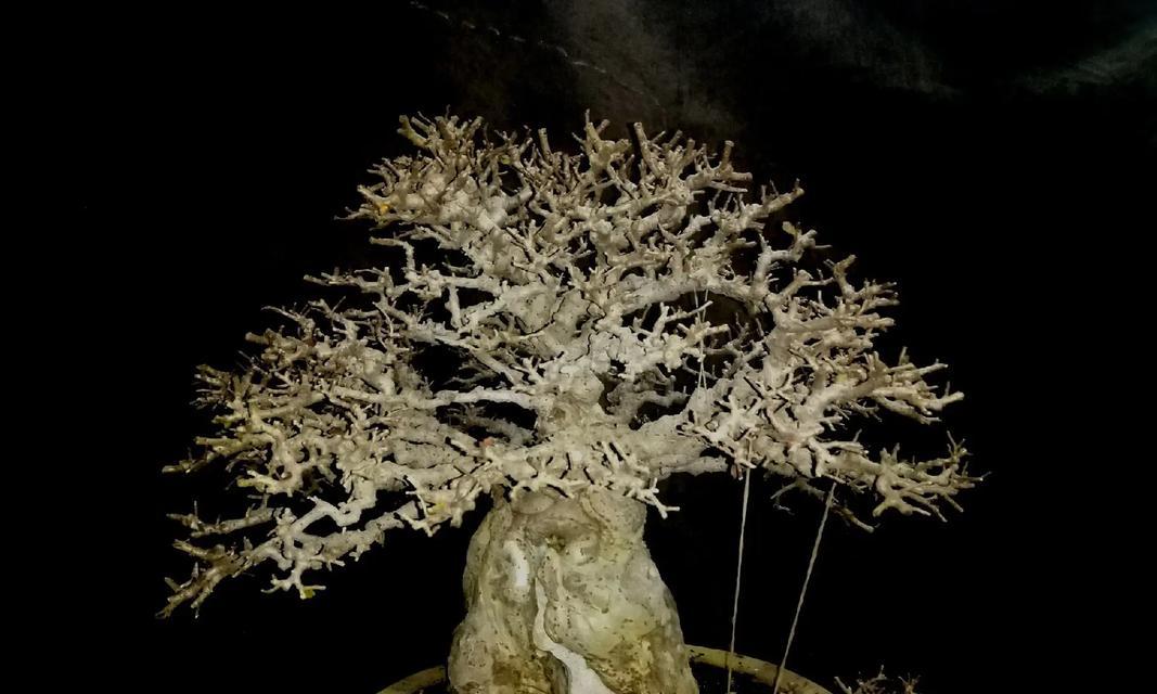 盆景抱石制作教程：怎样打造自然景观？