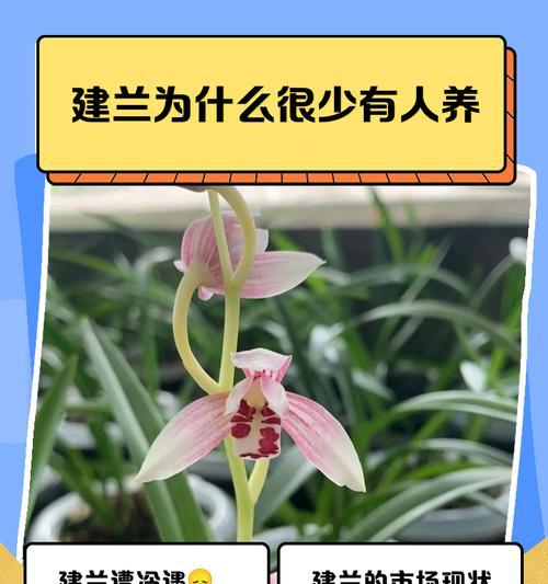 建兰的品种有哪些？建兰的种植和养护方法是什么？