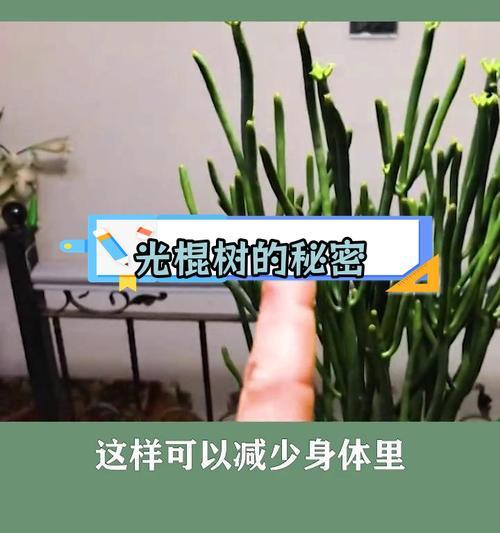 光棍树的正确养护方法是什么？