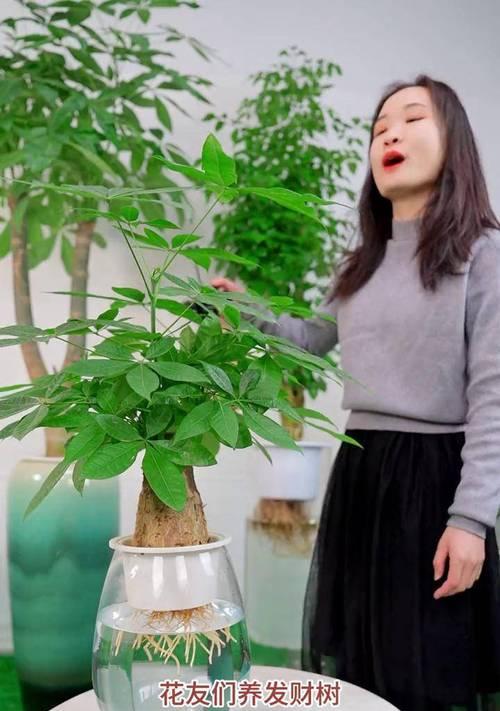 发财树盆景的养护秘诀是什么？
