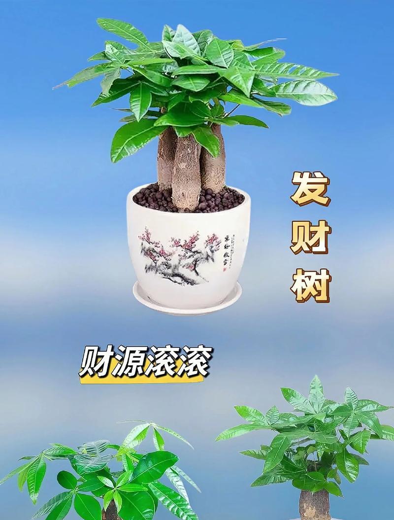 发财树盆景的养护秘诀是什么？