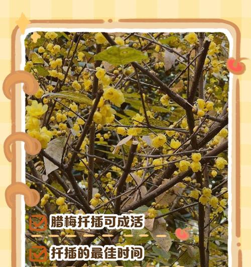 腊梅繁殖的正确方法和步骤是什么？