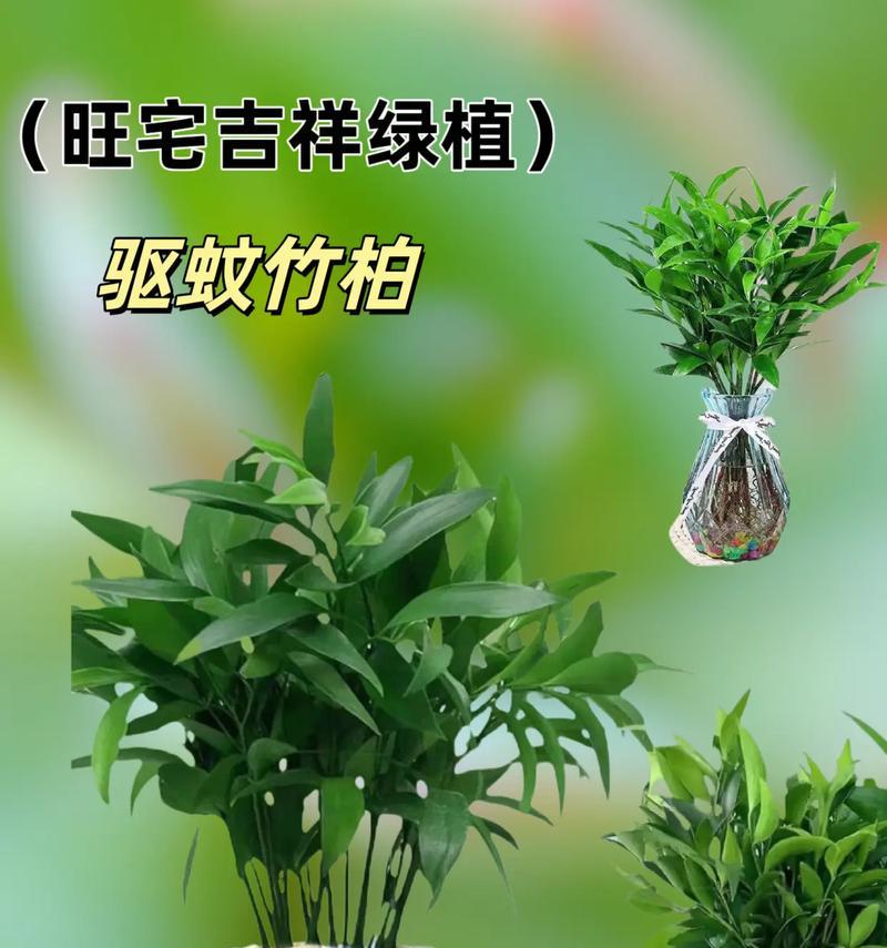 驱蚊植物的养护方法有哪些？