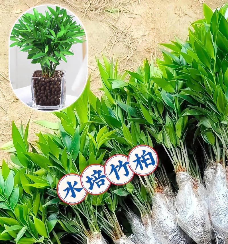 驱蚊植物的养护方法有哪些？