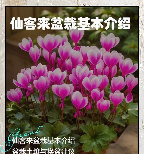 仙客来换盆的最佳时机和方法？