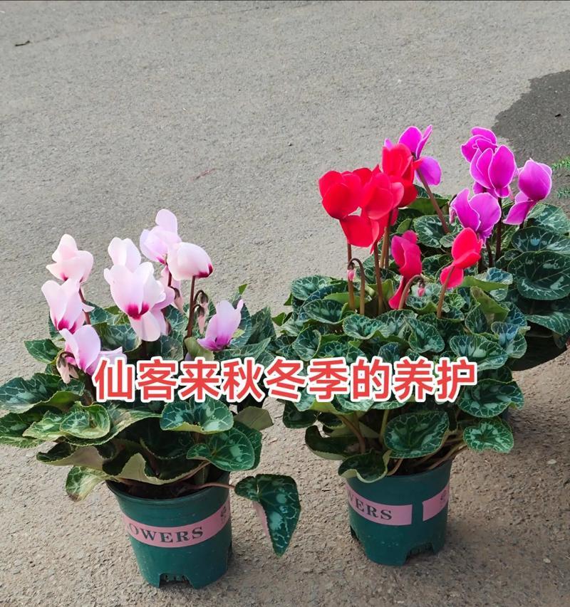 仙客来换盆的最佳时机和方法？