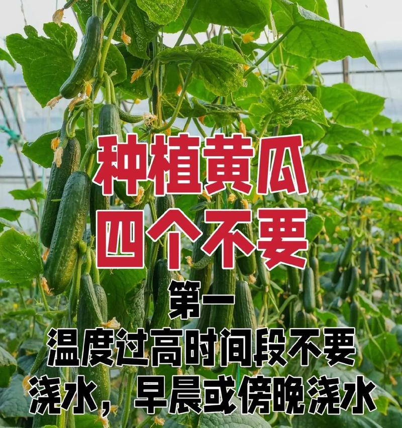 阳台种植黄瓜的技巧有哪些？如何提高产量？