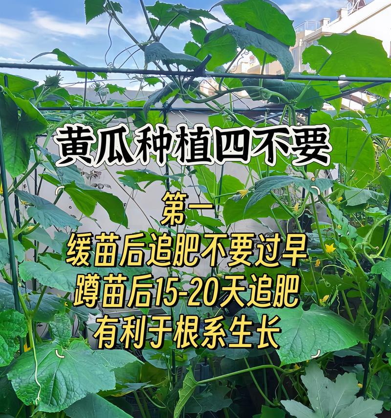 阳台种植黄瓜的技巧有哪些？如何提高产量？