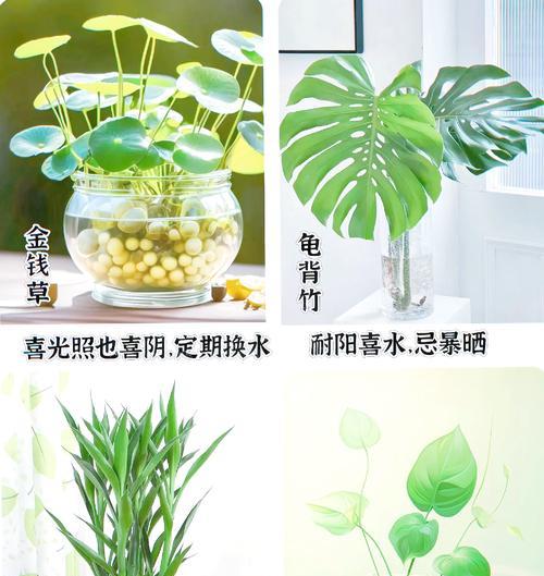 养在水中的植物有哪些？水培植物的日常管理技巧是什么？