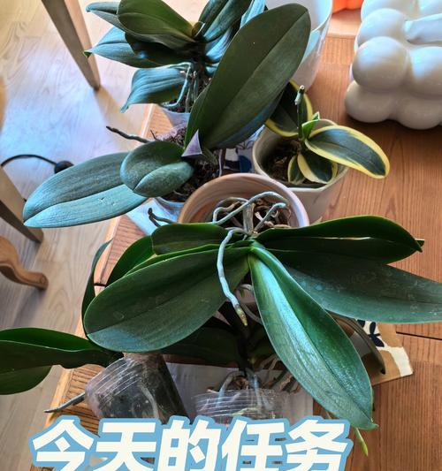 盆景怎么换盆？盆景换盆的正确步骤是什么？