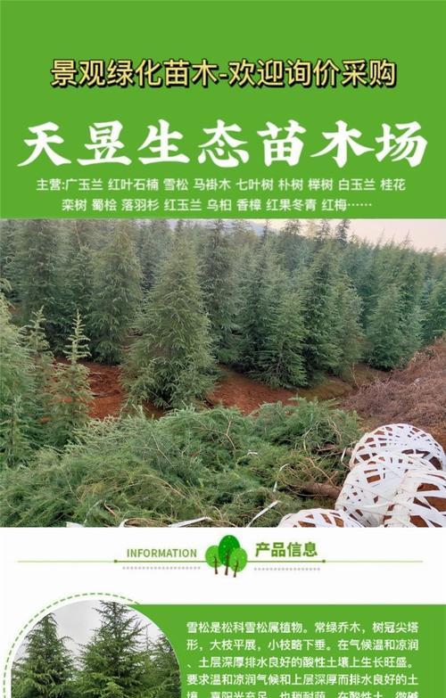 雪松小苗修剪的方法是什么？