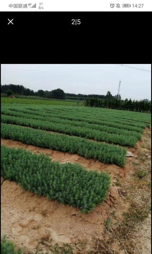 雪松小苗修剪的方法是什么？