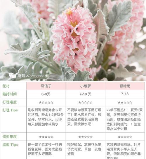 银叶菊叶子蔫了怎么办？如何进行有效处理？
