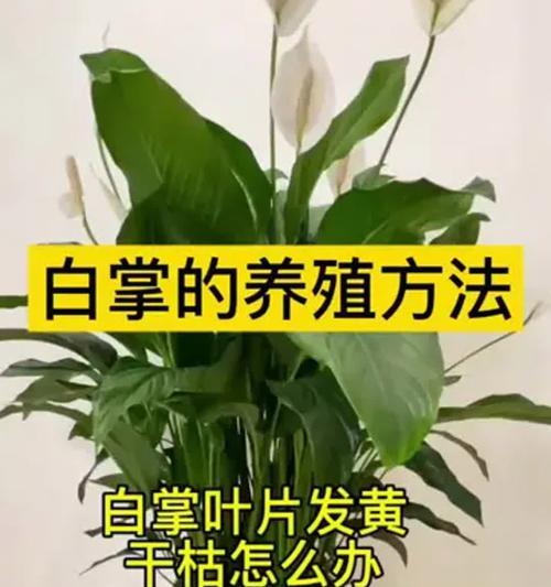 白掌叶子发黄的处理方法是什么？