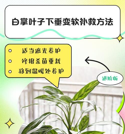 白掌叶子发黄的处理方法是什么？