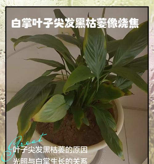 白掌叶子发黄的处理方法是什么？