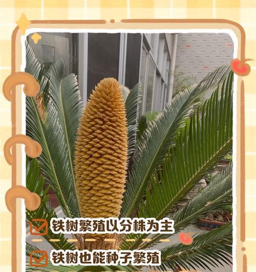 植物分株繁殖的正确步骤是什么？