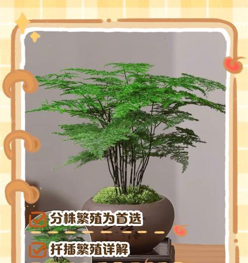 植物分株繁殖的正确步骤是什么？
