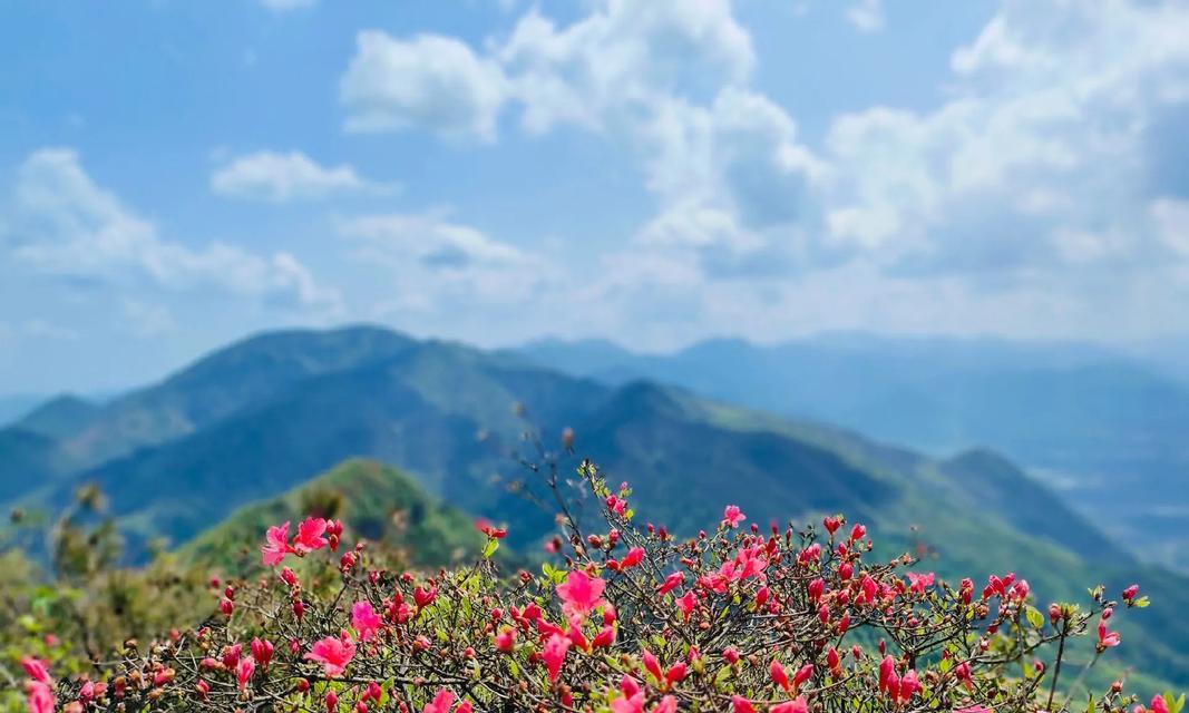 高山杜鹃有哪些品种？高山杜鹃的养护和繁殖方法是什么？