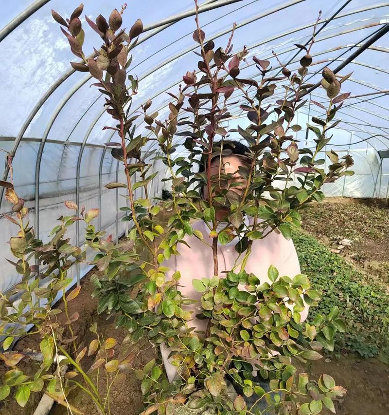 绿宝石植物的正确养护方法是什么？