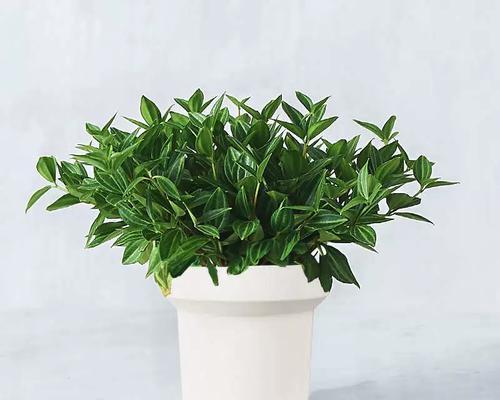 绿宝石植物的正确养护方法是什么？