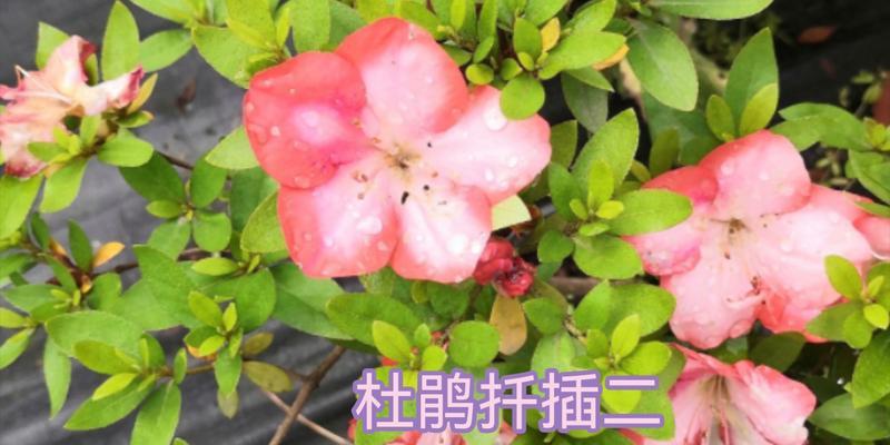 杜鹃花插枝的正确方法是什么？
