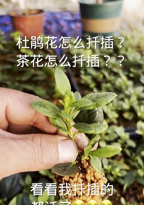 杜鹃花插枝的正确方法是什么？
