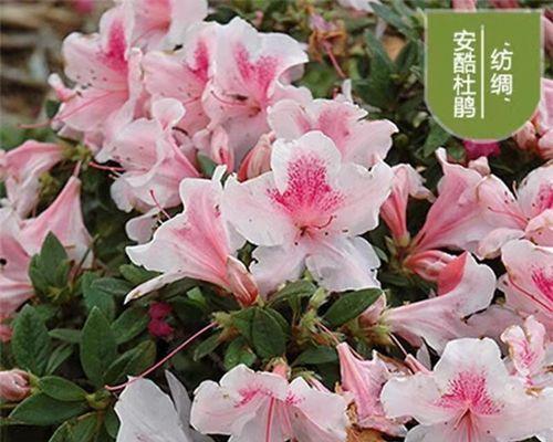 杜鹃花插枝的正确方法是什么？