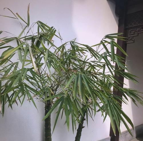 竹子盆栽有哪些品种？如何挑选适合家庭的竹子？