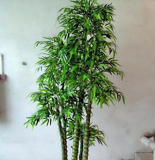 竹子盆栽有哪些品种？如何挑选适合家庭的竹子？