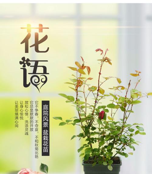 玫瑰爬藤的培育技巧和管理方法是什么？