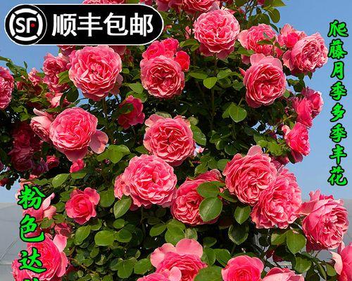 玫瑰爬藤的培育技巧和管理方法是什么？