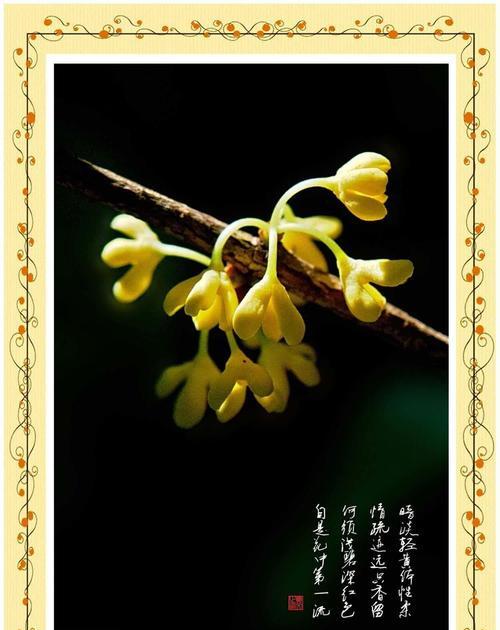 桂花代表什么？它的香味和寓意有哪些？