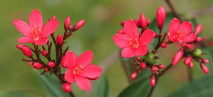 植物珊瑚花有哪些品种？珊瑚花品种的养护和特点是什么？