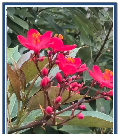 植物珊瑚花有哪些品种？珊瑚花品种的养护和特点是什么？