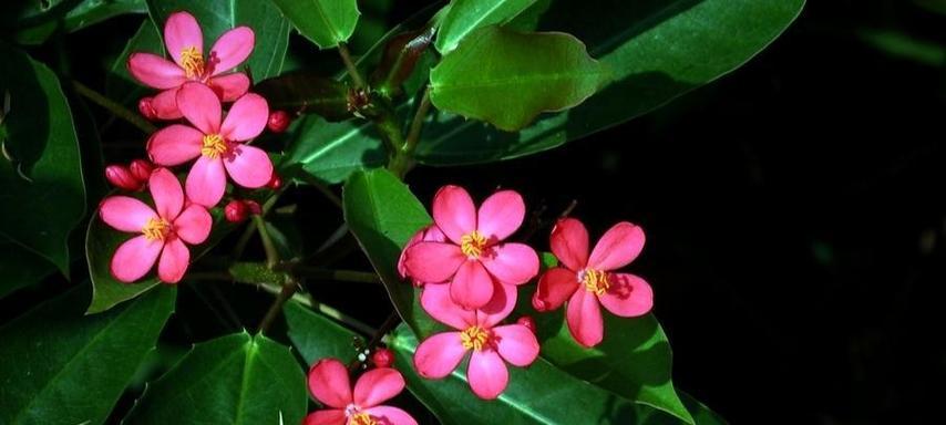 植物珊瑚花有哪些品种？珊瑚花品种的养护和特点是什么？