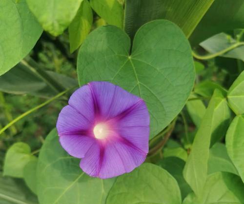 夏天开放的花有哪些？夏季赏花好去处和花卉推荐？